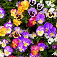 Купить Виола Бамбини