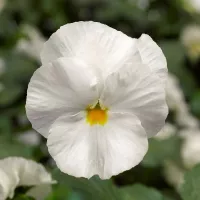 Купить семена Виола Белая леди (Швейцарский гигант)