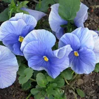 Купить Виола Голубой карбункул