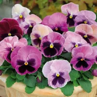 Купить Виола крупноцветковая Матрикс