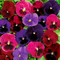 Купить Виола крупноцветковая Матрикс