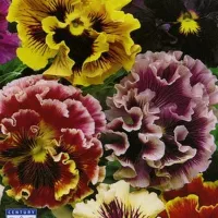 Купить Виола махровая Шалун (Анютины глазки)