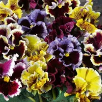 Купить Виола махровая Шалун (Анютины глазки)