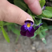 Купить Виола многолетняя Король Генри (Анютины глазки)