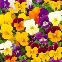 Купить Виола многолетняя Фантазия смесь окрасок