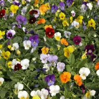 Купить Виола многолетняя Фантазия смесь окрасок