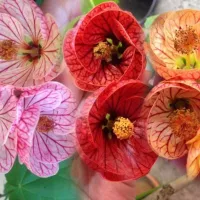 купить Абутилон Бельвю смесь