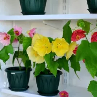 купить Абутилон Органза (комнатный клен, канатник)