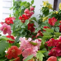 купить Абутилон Органза (комнатный клен, канатник)