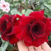 купить семена Адениум Красна Девица