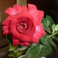 купить семена Адениум Красна Девица