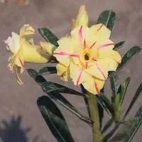 купить семена Адениум Золотое Дно