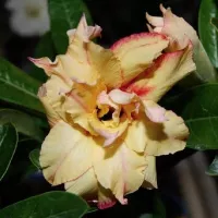 купить семена Адениум Золотое Дно