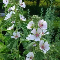 Купить семена Алтей Целитель