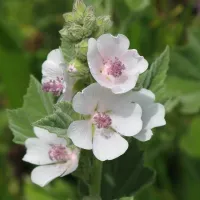 Купить семена Алтей Целитель