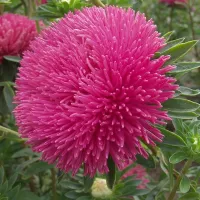 Купить Астра Гигант Пурпур