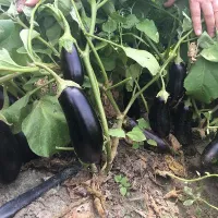 Купить Баклажан Алексеевский