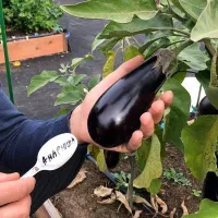 Купить Баклажан Андрюша