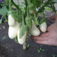 Купить Баклажана белого Вкус грибов
