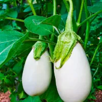 Купить Баклажана белого Вкус грибов