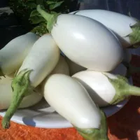 Купить Баклажан Бибо F1 белый