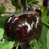 Купить Баклажан Буржуй (круглый баклажан)