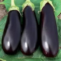 Купить Баклажан Эпик