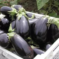 Купить Баклажан Эпик