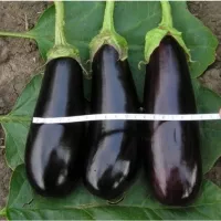 Купить Баклажан Фабина