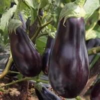 Купить Баклажан Фиолетовое чудо