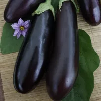 Купить Баклажан Галина