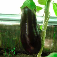 Купить Баклажан Галина