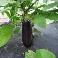 Купить Баклажан Кировский