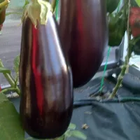 Купить Баклажан Кировский