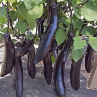 Купить Баклажан Король рынка