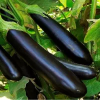 Купить Баклажан Король рынка