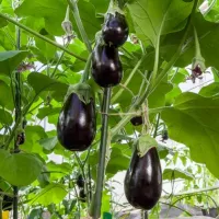 Купить Баклажан Максик