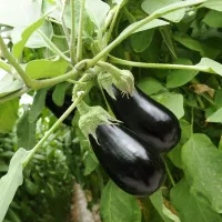 Купить Баклажан Марципан