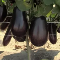 Купить Баклажан Марципан