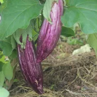 Купить Баклажан Мраморный