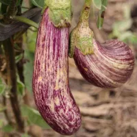 Купить Баклажан Мраморный