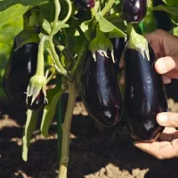 Купить Баклажан Рома