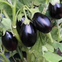 Купить Баклажан Щелкунчик