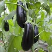 Купить Баклажан Шарапова