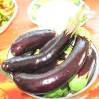 Купить Баклажан Скороспелый