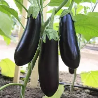 Купить Баклажан Скороспелый