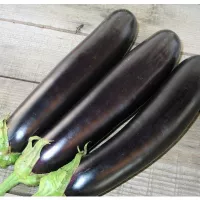 Купить Баклажан Валентина