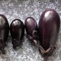 Купить Баклажан Вера