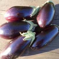 Купить Баклажан Японский карлик (мини баклажан)