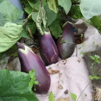 Купить Баклажан Японский карлик (мини баклажан)